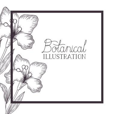 bitkiler botanik illüstrasyon etiketle