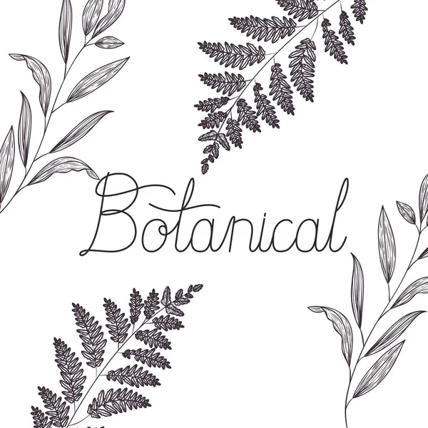 Botanisches Etikett Mit Pflanzen Isoliert Symbolvektor Illustration Desing — Stockvektor