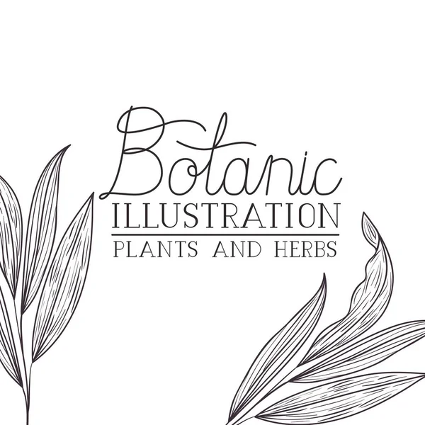 Botanic illustratie label met planten en kruiden — Stockvector