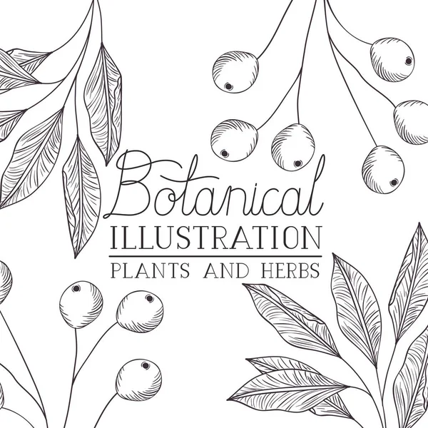 Botanische illustratie label met planten en kruiden — Stockvector