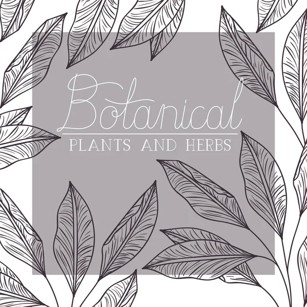 Botanisches Etikett mit Pflanzen und Kräutern — Stockvektor