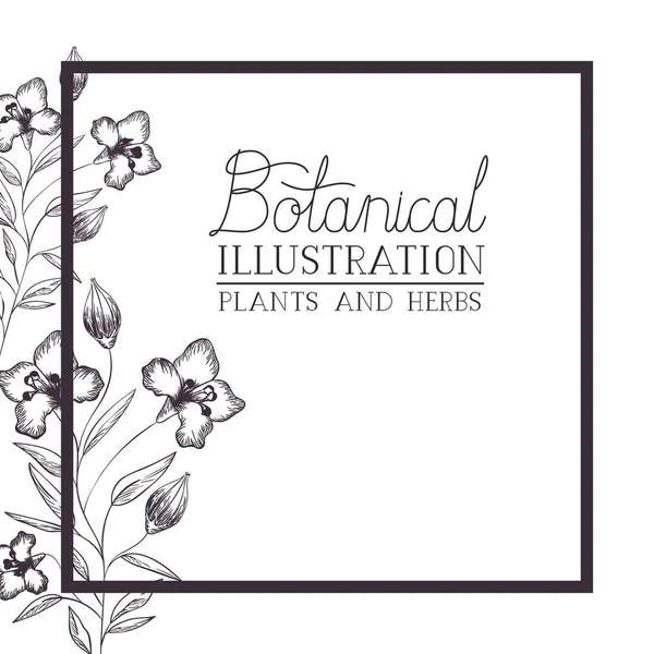 Botanical illustration label with plants and herbs — Stock Vector