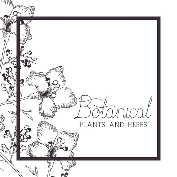 Botanical label with plants and heres — Stock Vector