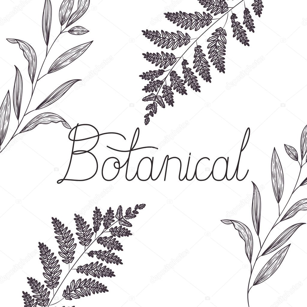 botanical label with plants isolated icon vector illustration desing