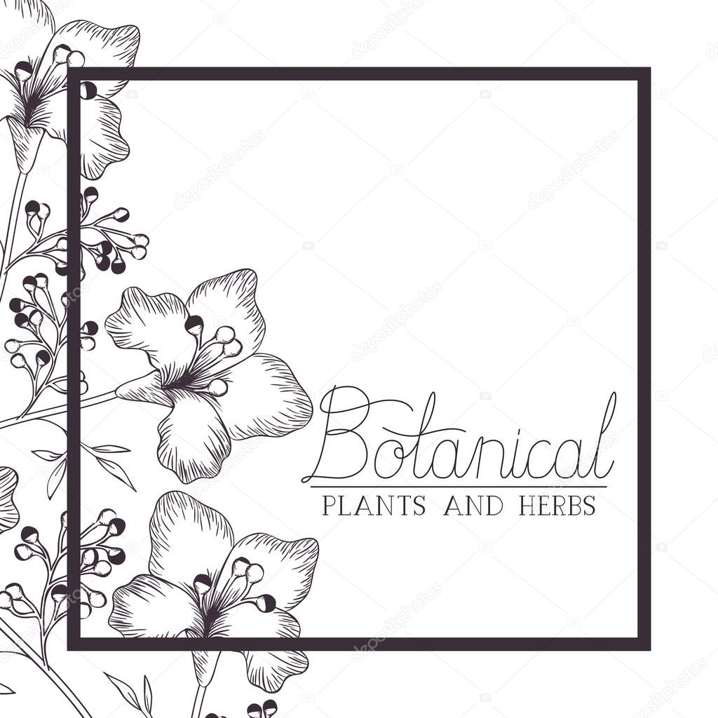 botanical label with plants and heres