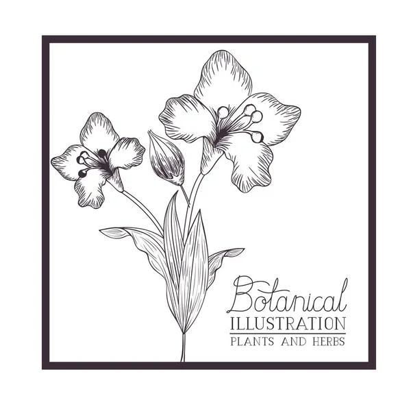 Ботаническая иллюстрационная этикетка с растениями и травами — стоковый вектор