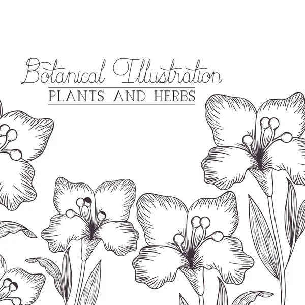 Ботаническая иллюстрационная этикетка с растениями и травами — стоковый вектор