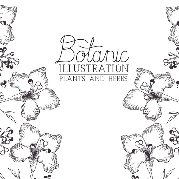 Botanische Illustrationsetikette mit Pflanzen und Kräutern — Stockvektor