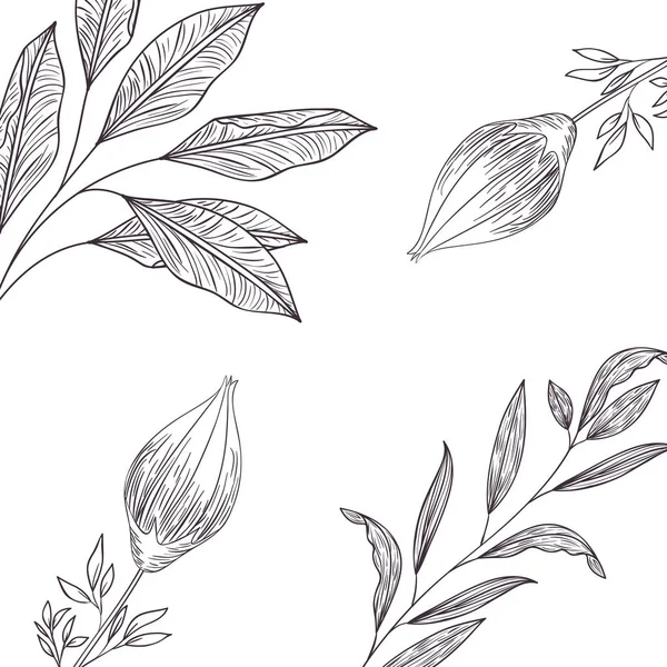 Vzor izolované ikona rostliny a byliny — Stockový vektor