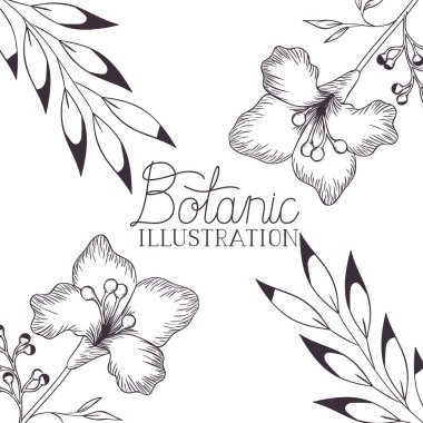 bitkiler botanik illüstrasyon etiketle