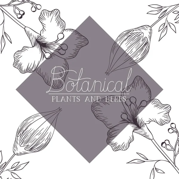 Botanical label with plants and herbs — Stock Vector