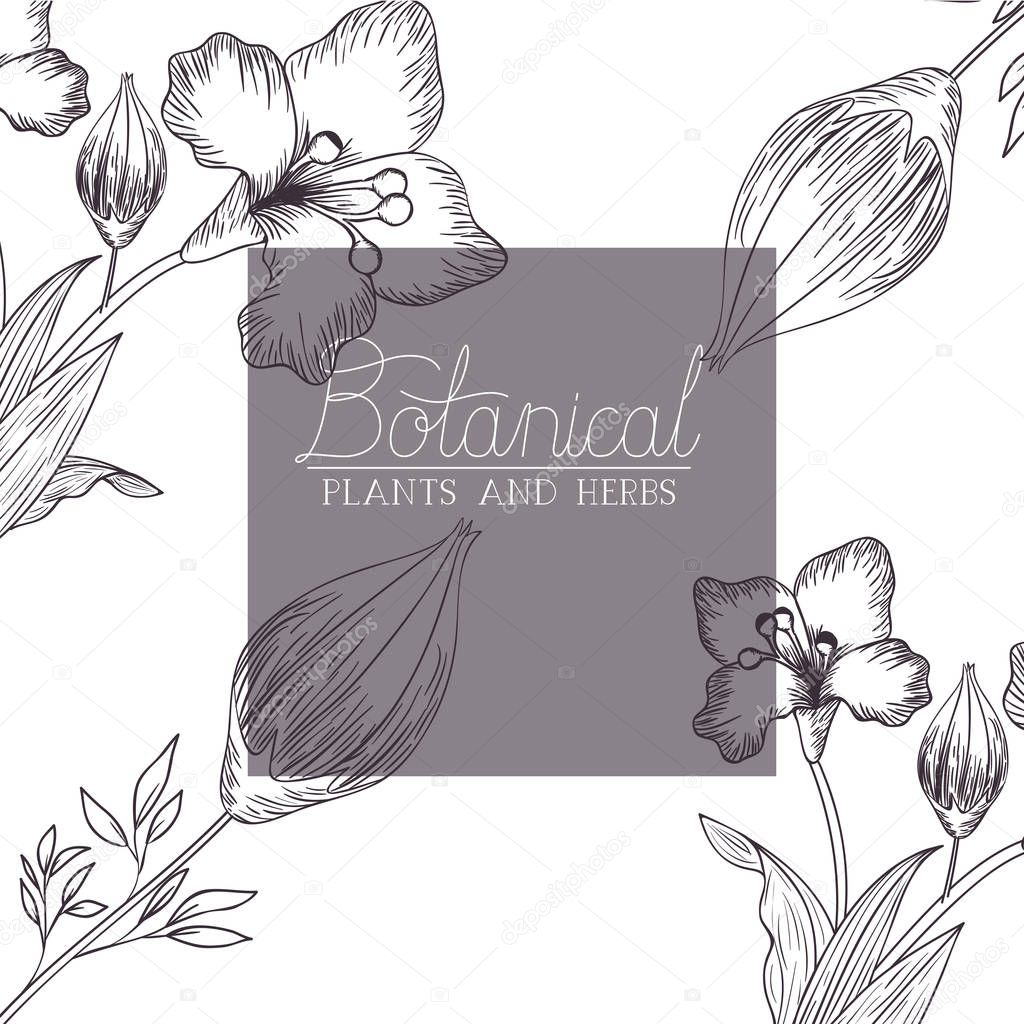 botanical label with plants and herbs