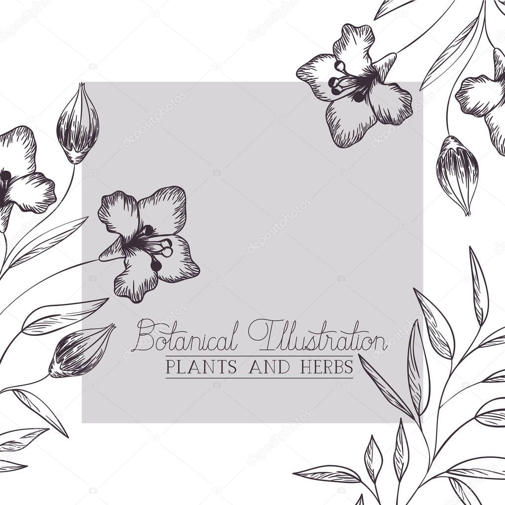 botanical illustration label with plants and herbs