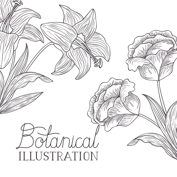 Etykieta ilustracja botaniczna rośliny — Wektor stockowy