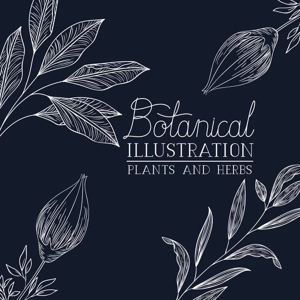 Etiqueta de ilustración botánica con plantas y hierbas — Vector de stock