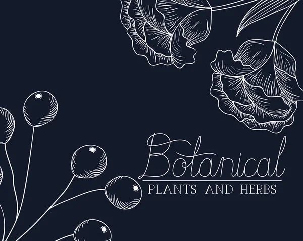 Etichetta botanica con piante ed erbe — Vettoriale Stock