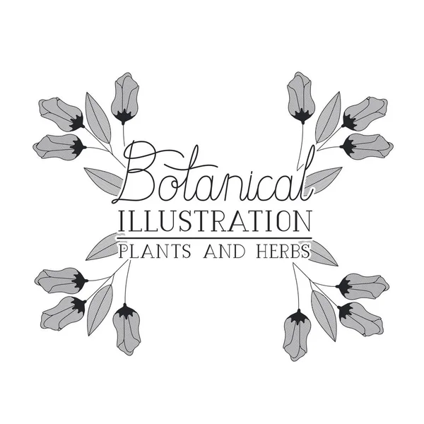 Etichetta illustrazione botanica con piante ed erbe — Vettoriale Stock