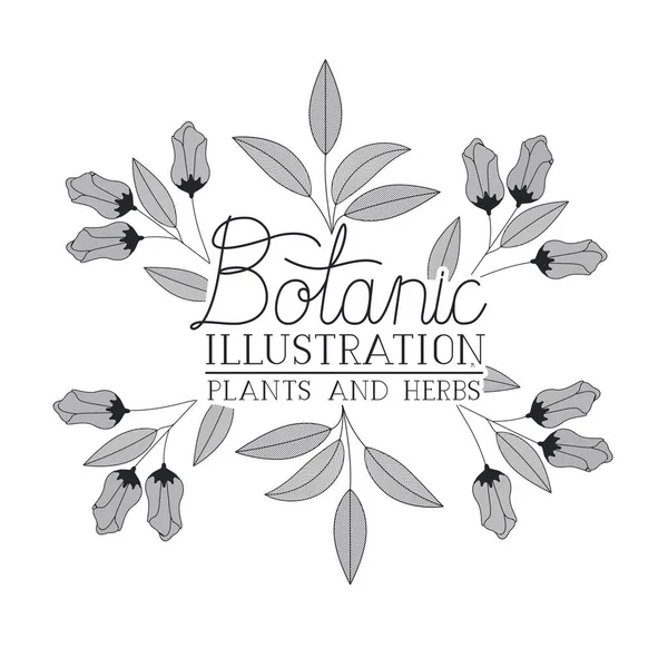 Étiquette d'illustration botanique avec des plantes et des herbes — Image vectorielle