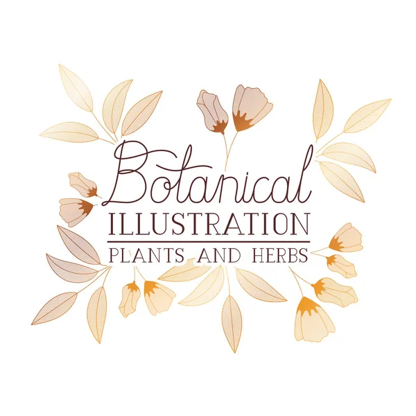 Etiqueta de ilustración botánica con plantas y hierbas — Vector de stock