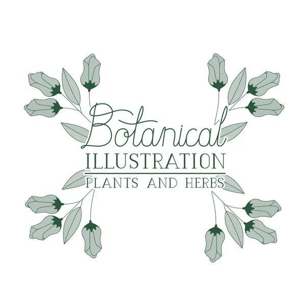 Botanical illustration label with plants and herbs — Stock Vector