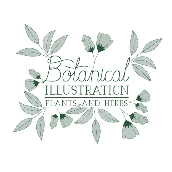 Botanická ilustrace popisek s rostliny a bylinky — Stockový vektor