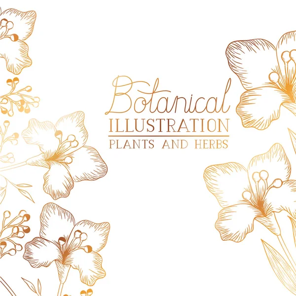 Botanische Illustration mit Pflanzen und Kräutern — Stockvektor