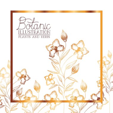 bitkiler ve otlar ile botanik resimde etiketi