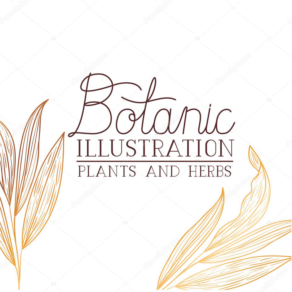 botanic illustration label with plants and herbs