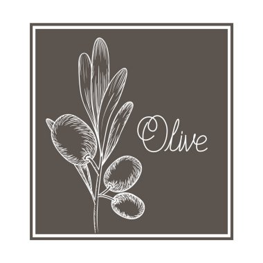 Zeytin çiçek Çizim izole simgesi