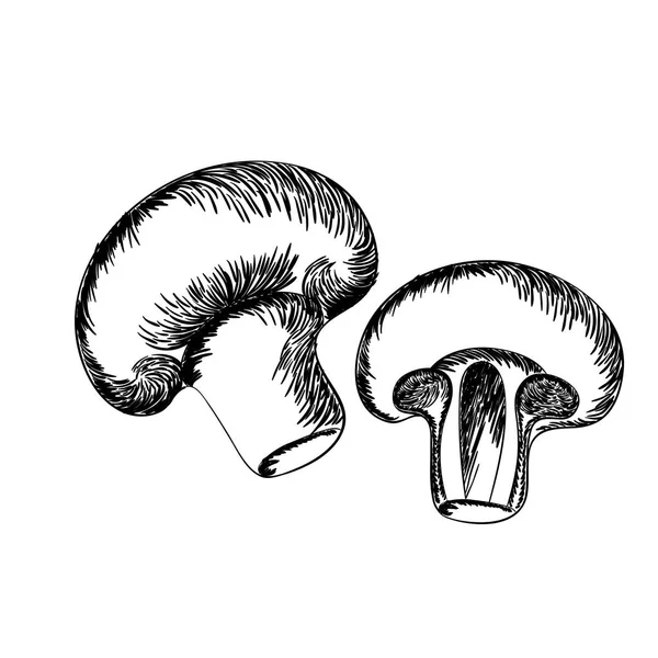 Delicioso champignon no desenho ícone isolado — Vetor de Stock