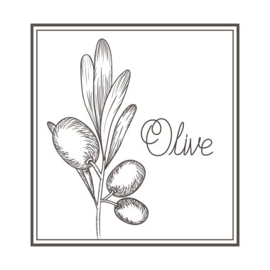 Zeytin çiçek Çizim izole simgesi