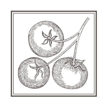 lezzetli domates izole simgesi çizim