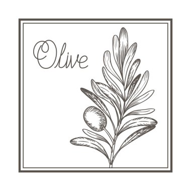 Zeytin çiçek Çizim izole simgesi