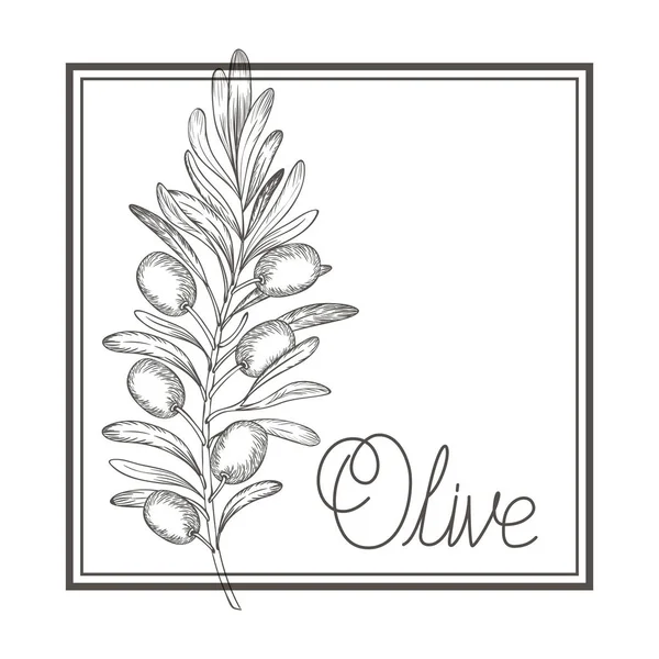 Olive flower drawing isolated icon — Stock Vector