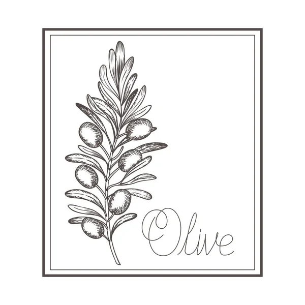 Olive flower drawing isolated icon — Stock Vector