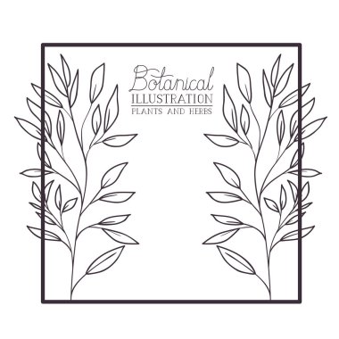 bitkiler ve otlar ile botanik resimde etiketi