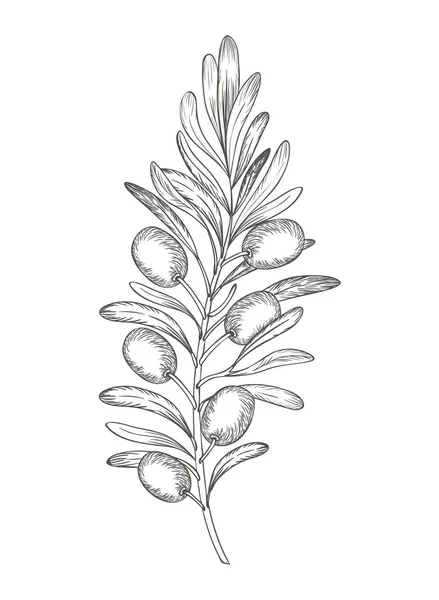 Flor de azeitona desenho ícone isolado —  Vetores de Stock