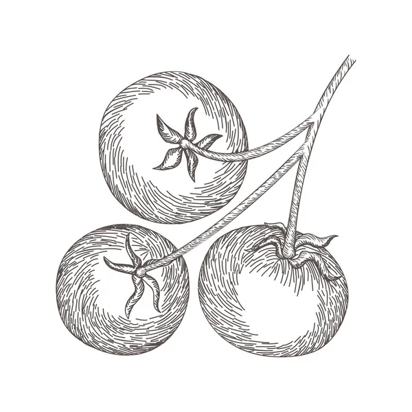 Délicieuse tomate en dessin icône isolée — Image vectorielle