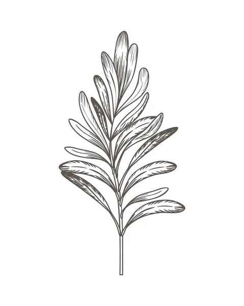 Olivolja blomma ritning isolerade ikonen — Stock vektor