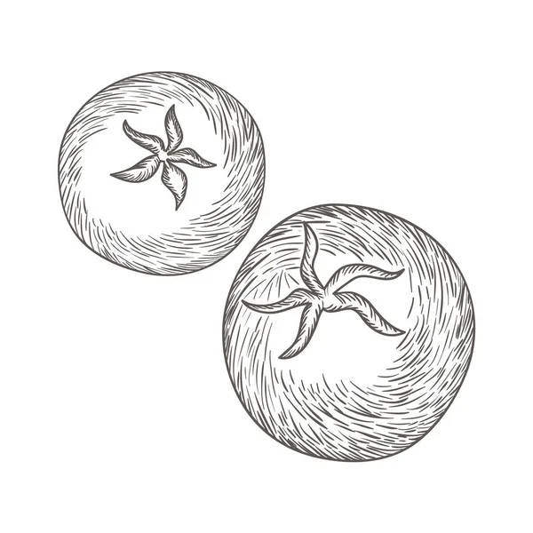 Köstliche Tomate in der Zeichnung isoliert Symbol — Stockvektor