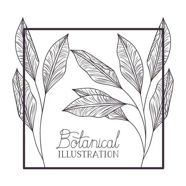 Etiqueta de ilustración botánica con plantas — Vector de stock