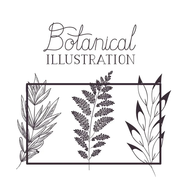 Botanical illustration label with plants — Stock Vector