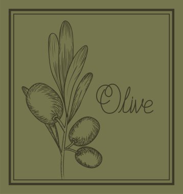 Zeytin bitki çizilmiş Italyan Mutfagi