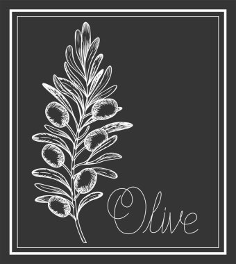 Zeytin bitki çizilmiş Italyan Mutfagi