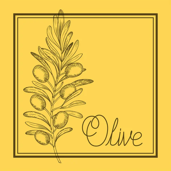 Olive plant drawn italian food — Stock Vector