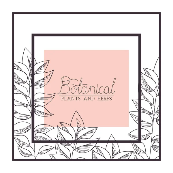 Botanical plants and herbs label — Stock Vector