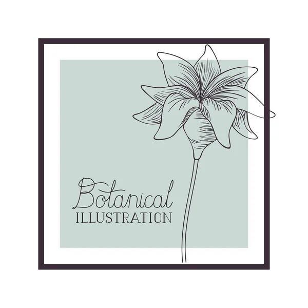 Etiqueta de ilustração botânica com plantas —  Vetores de Stock