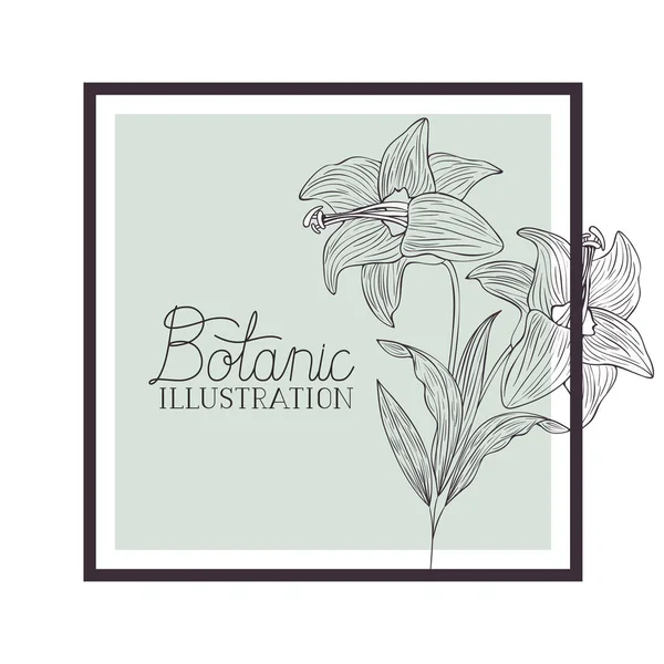 Botanická ilustrace popisek s rostlinami — Stockový vektor