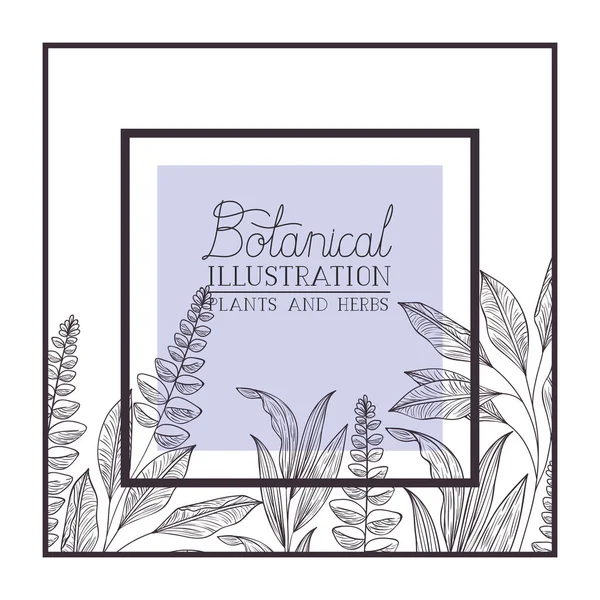 Etiqueta de ilustración botánica con plantas y hierbas — Vector de stock