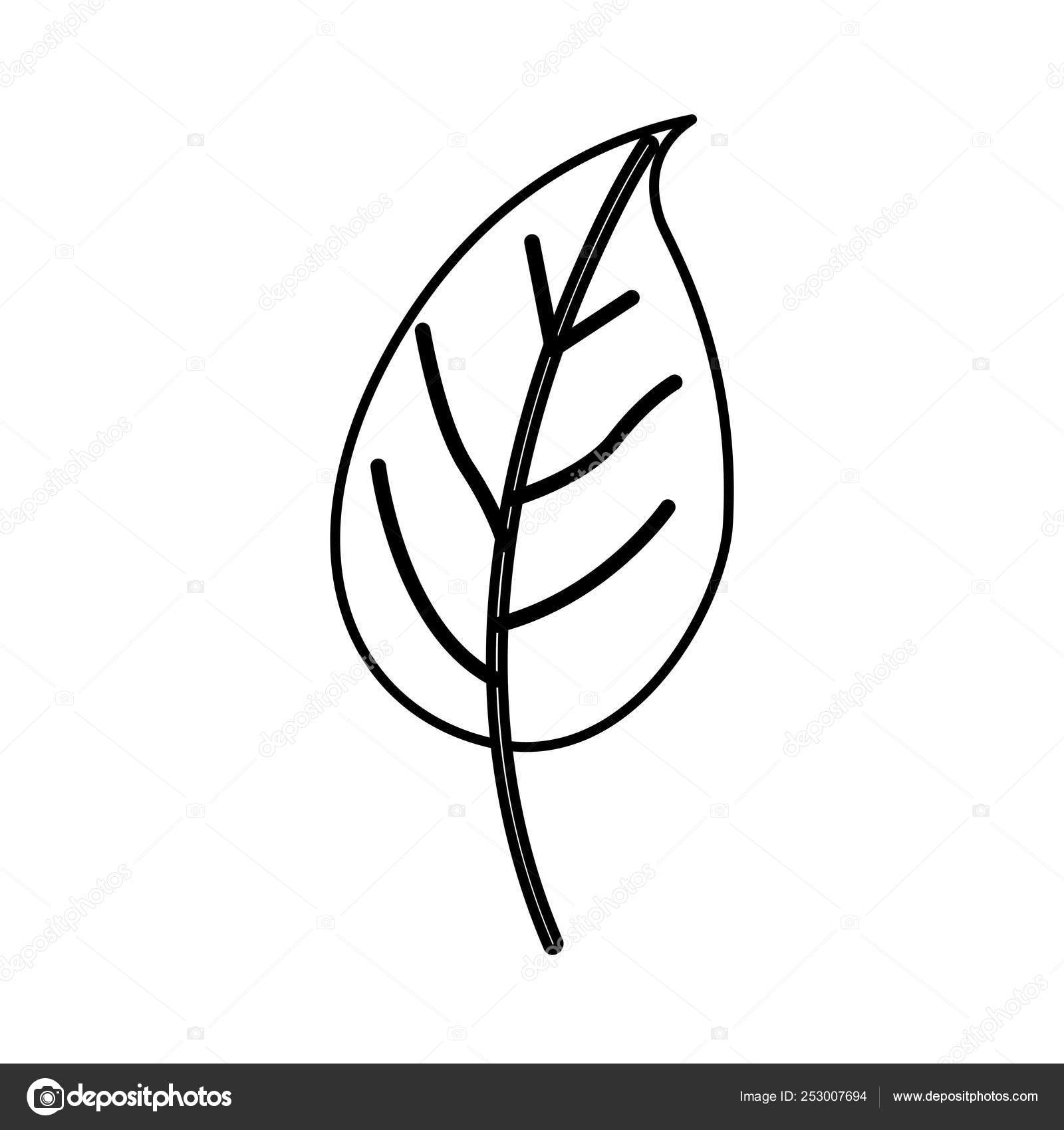 depositphotos 253007694 stock illustration sketch contour of simple leaf